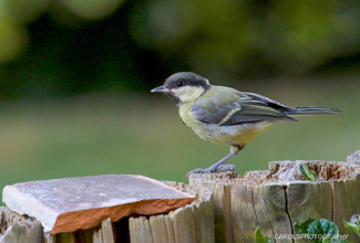 GREAT TIT (Parus major)